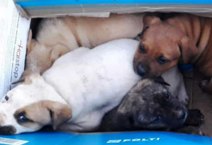 cuccioli-cartone-abbandono